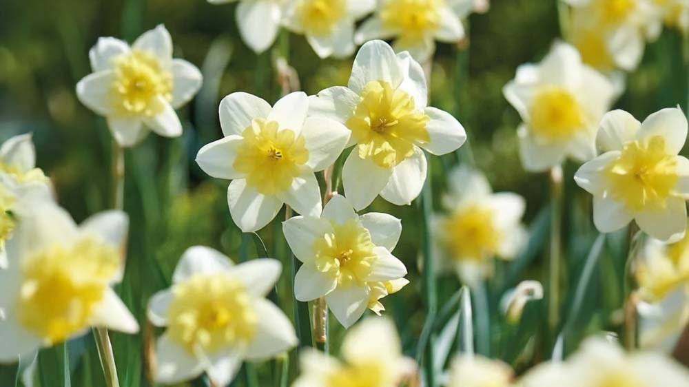 Mehrjährige Blumenzwiebeln - Blomea.at