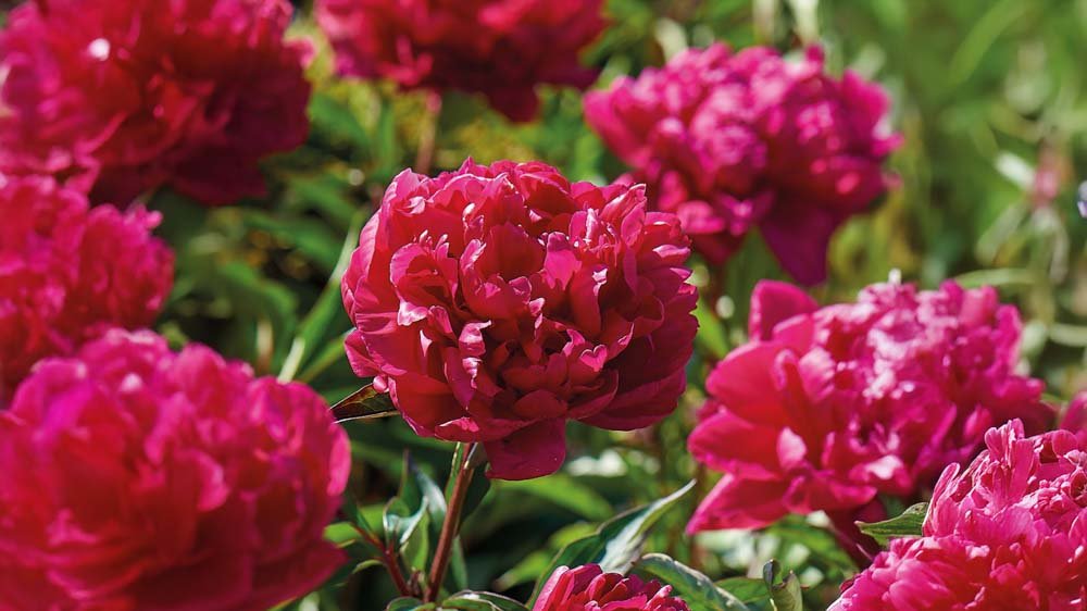 Mehrjährige Stauden - Blomea.at