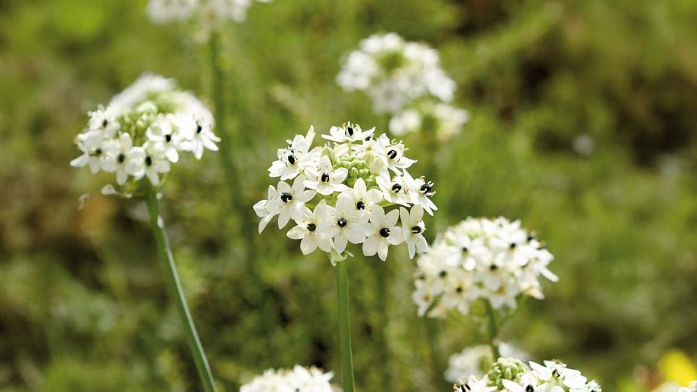 Milchsterne - Blomea.at