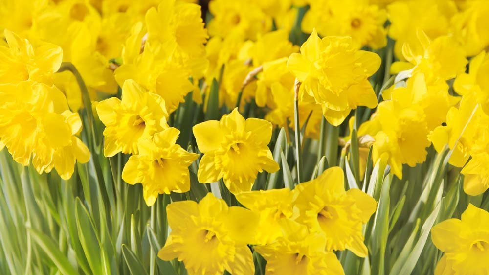 Narzissen - Blomea.at