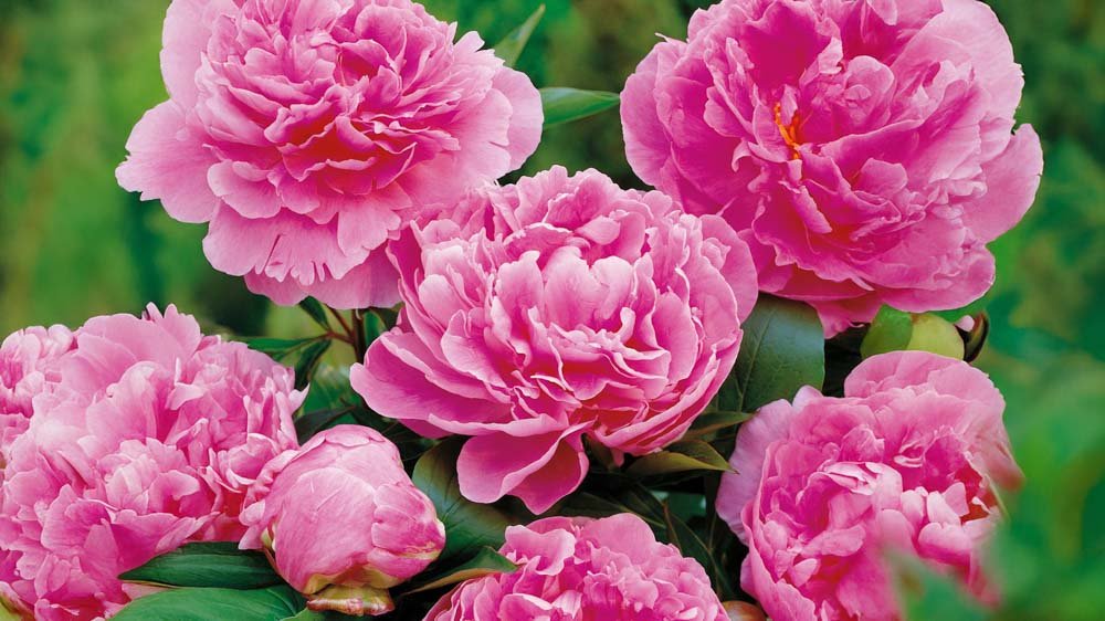 Niedrige Stauden - Blomea.at