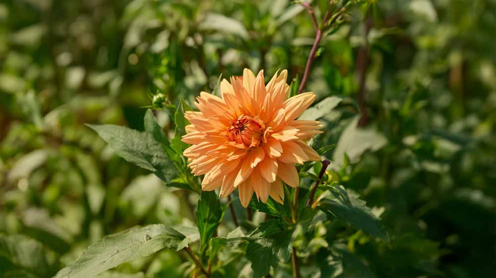 Dahlien orange