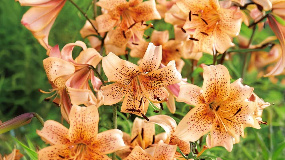 Orange Lilien - Blomea.at