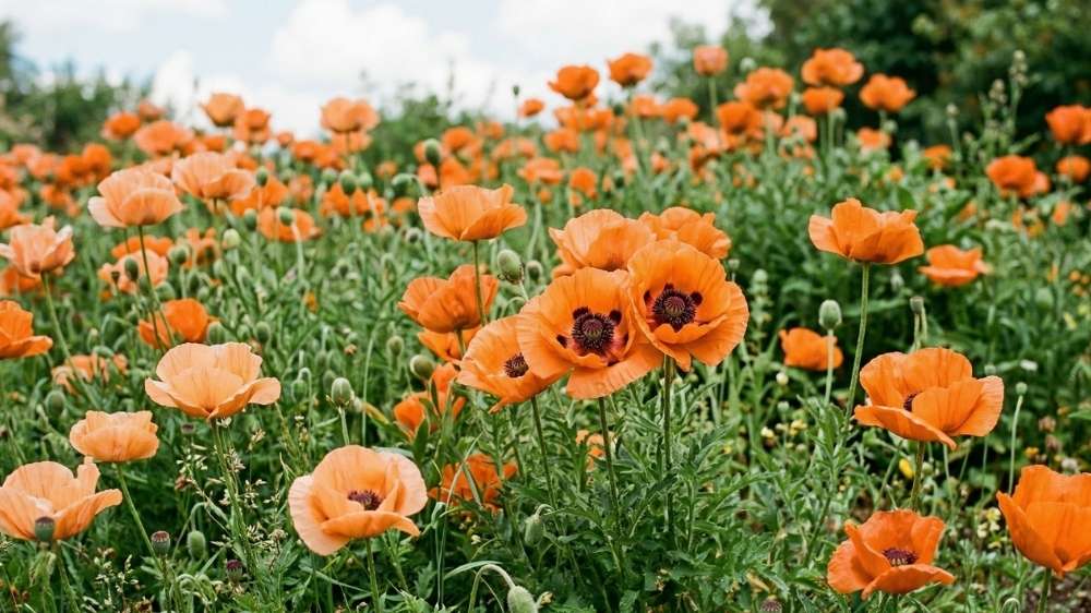 Oranger mohn - Blomea.at