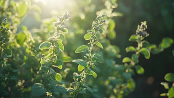 Oregano Samen