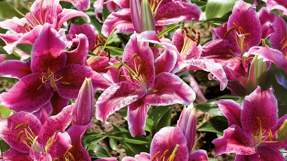 Orientalische Lilien - Blomea.at