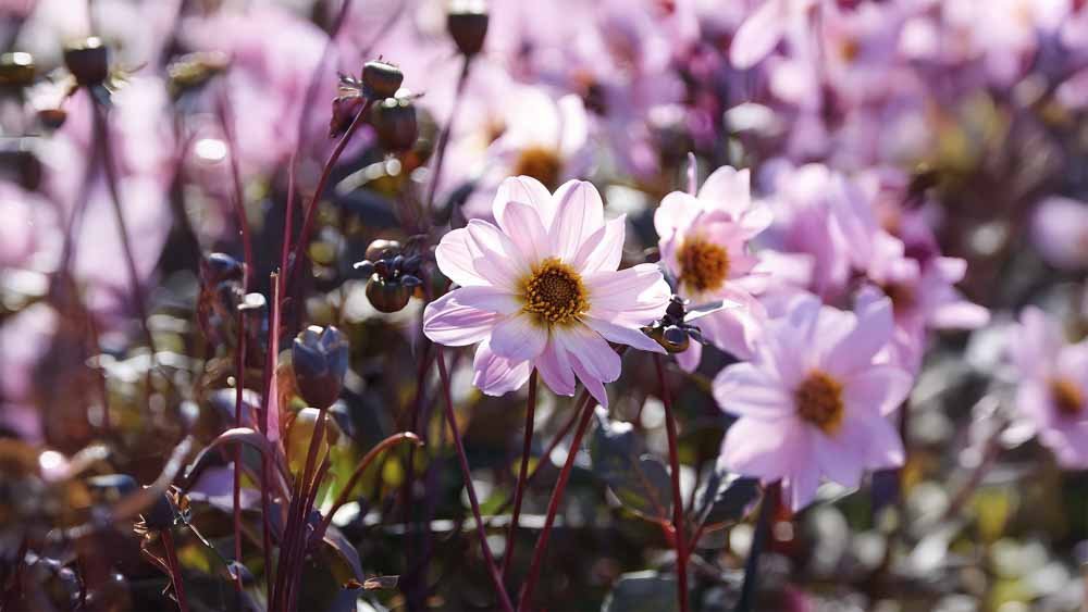 Paeonien Dahlien - Blomea.at