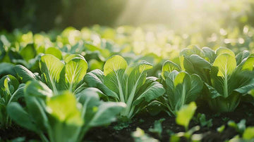 Pak Choi Samen
