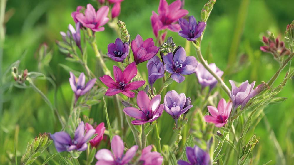 Pavianblume - Blomea.at