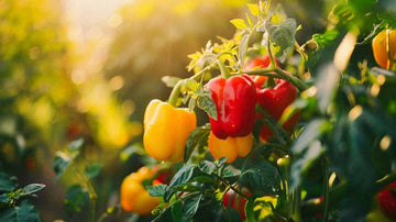 Paprika samen
