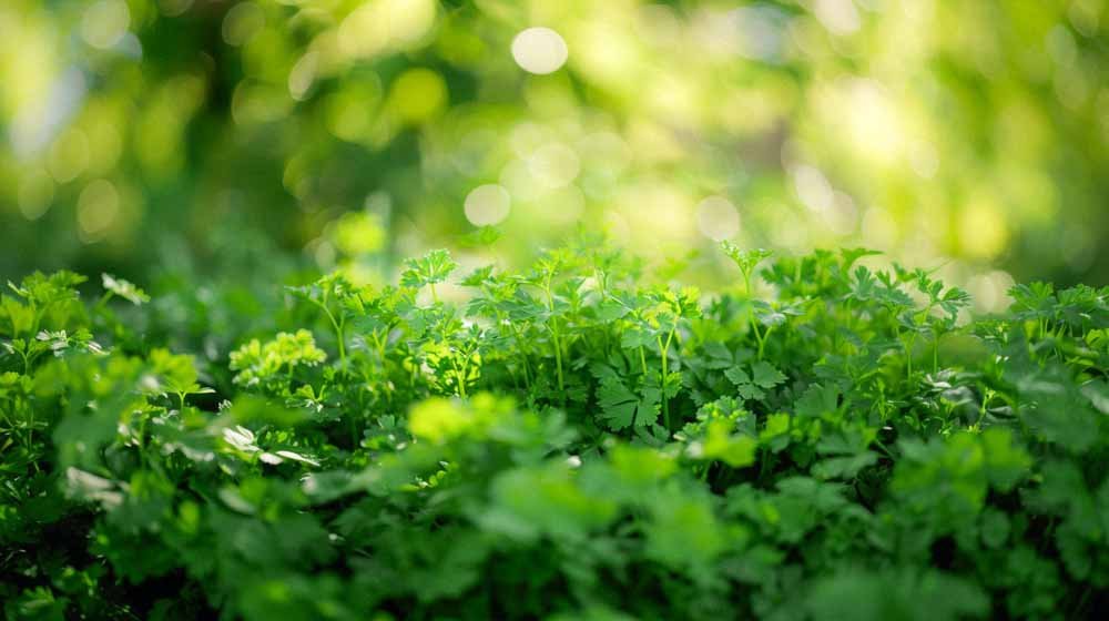 Petersiliensamen - Blomea.at