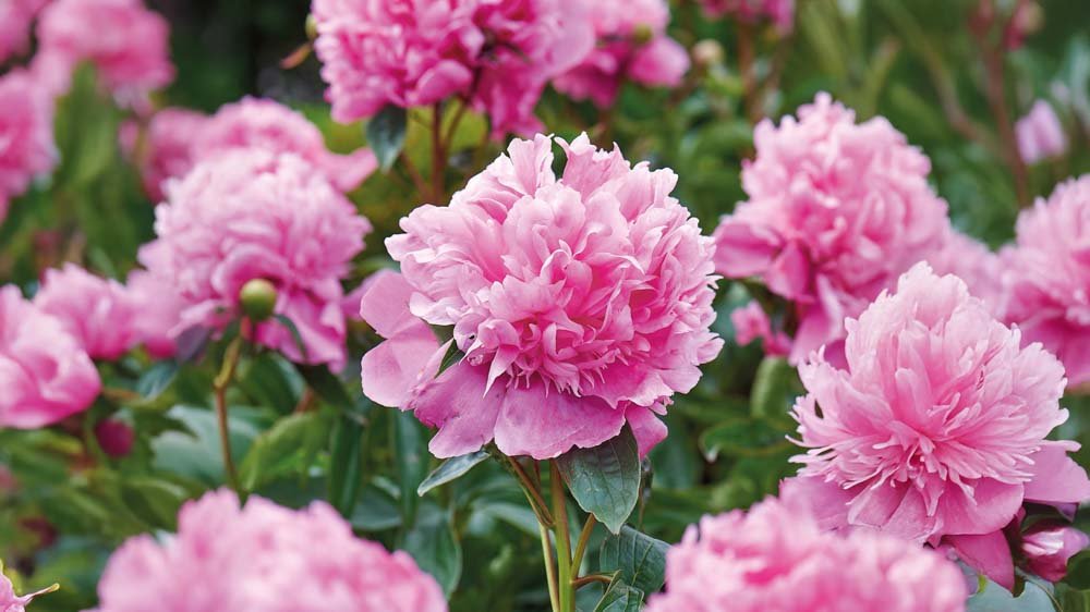 Pfingstrosen - Blomea.at