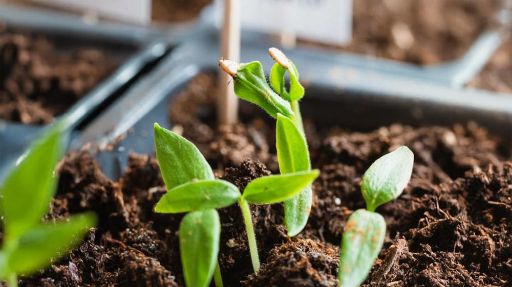 Pflanzenlicht - Blomea.at