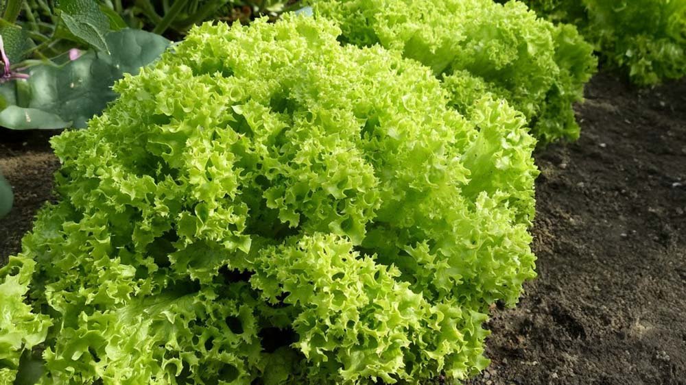 Pflücksalat Samen - Blomea.at