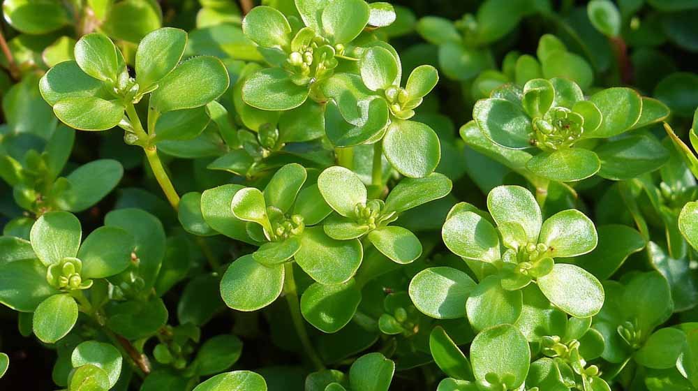 Portulak Samen - Blomea.at