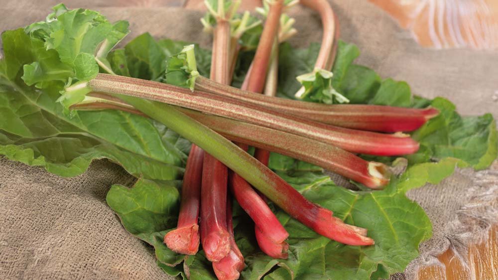 Rhabarber - Blomea.at