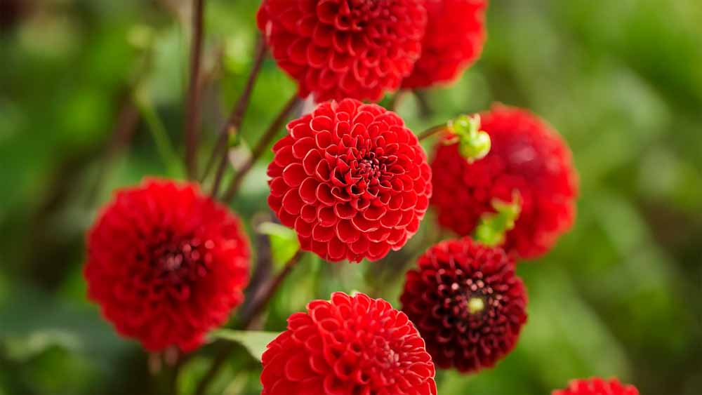 Rote Dahlien