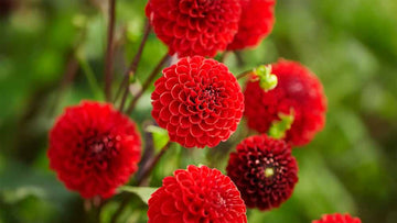 Rote Dahlien