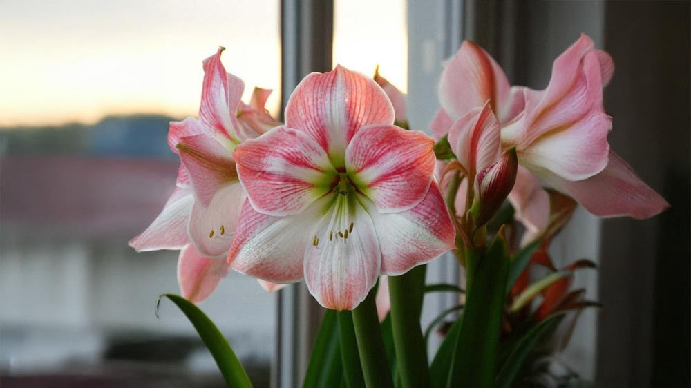 Rosa amaryllis - Blomea.at