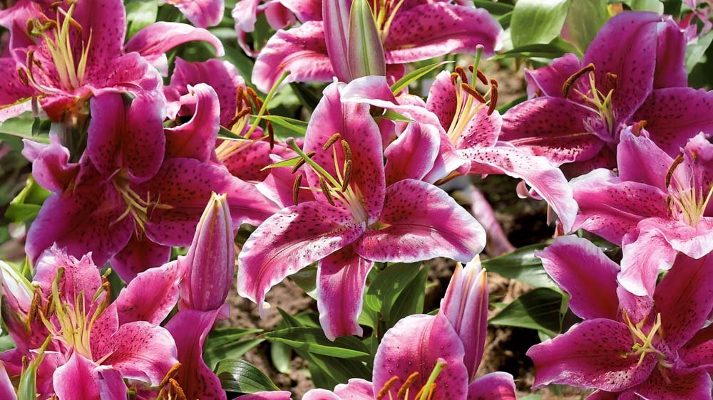 Rosa Lilien - Blomea.at