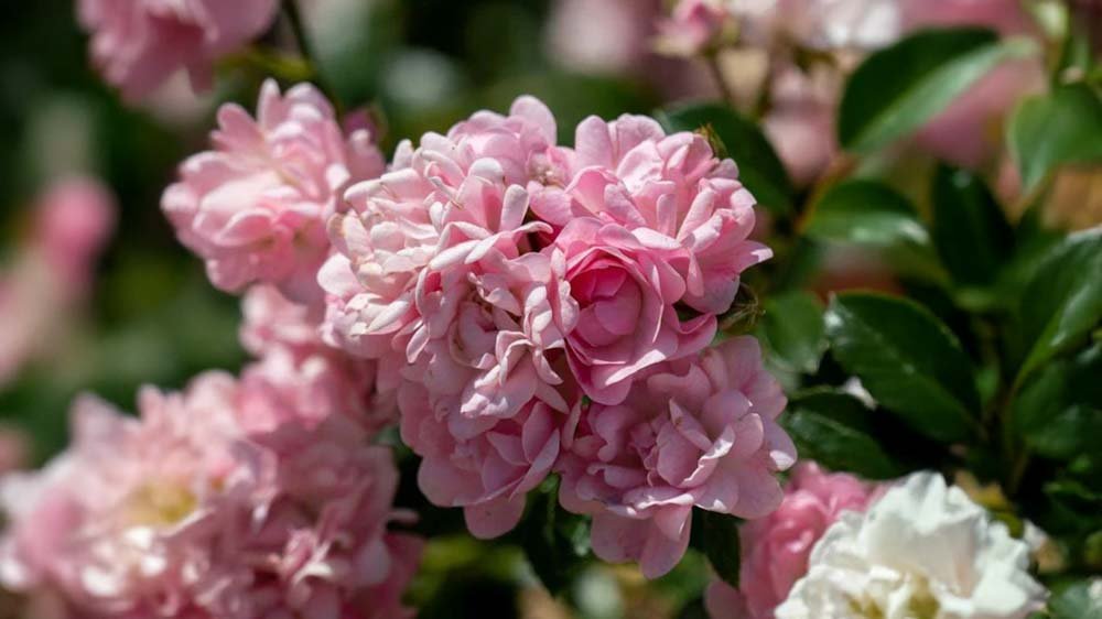 Rosa Rosen - Blomea.at