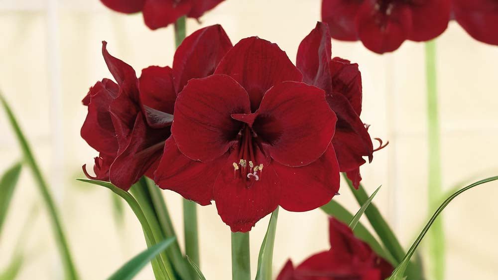 Rote amaryllis - Blomea.at