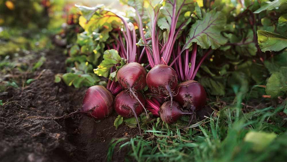 Rote Bete Samen - Blomea.at