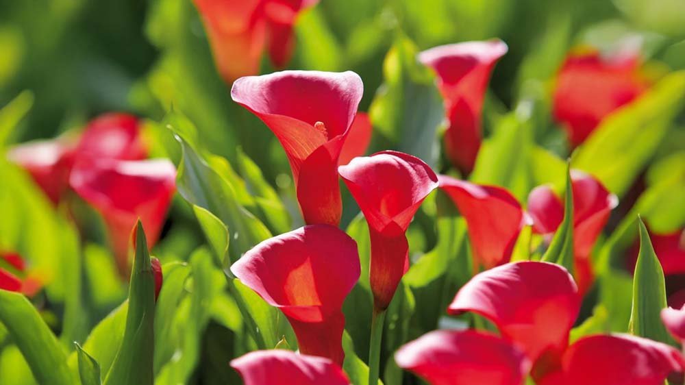 Rote Calla - Blomea.at