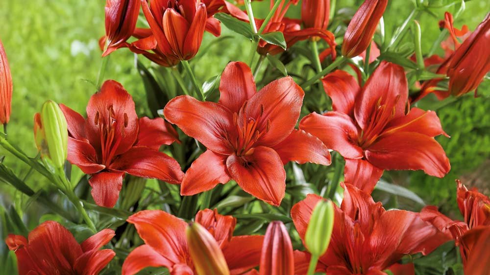 Rote Lilien - Blomea.at