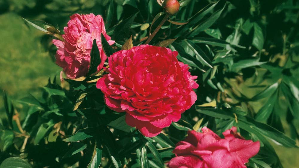 Rote Stauden - Blomea.at