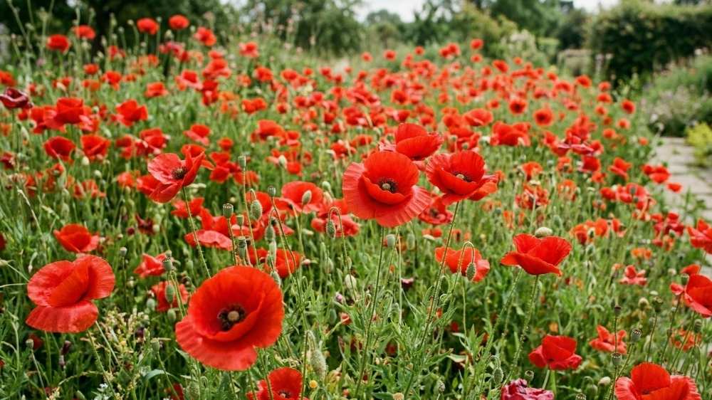 Roter mohn - Blomea.at
