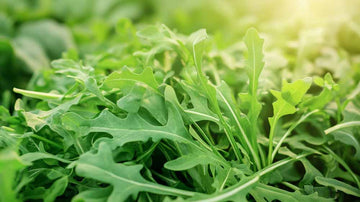 Rucola Samen