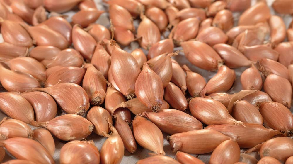 Schalotten - Blomea.at