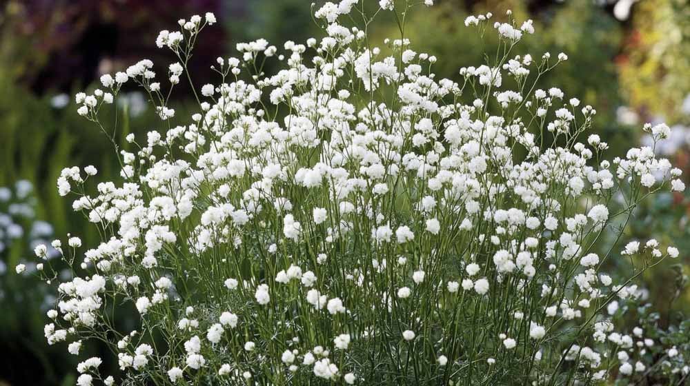 Schleierkraut Samen - Blomea.at