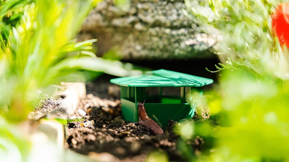 Schneckenfallen - Blomea.at