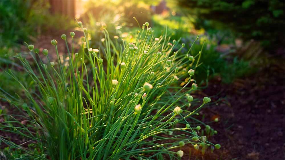 Schnittlauch samen - Blomea.at