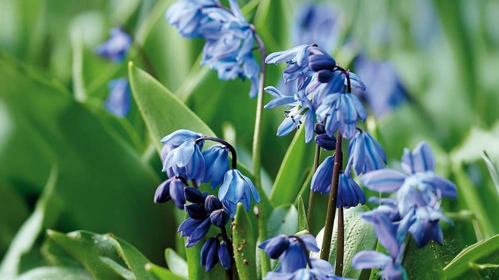 Scilla blau - Blomea.at