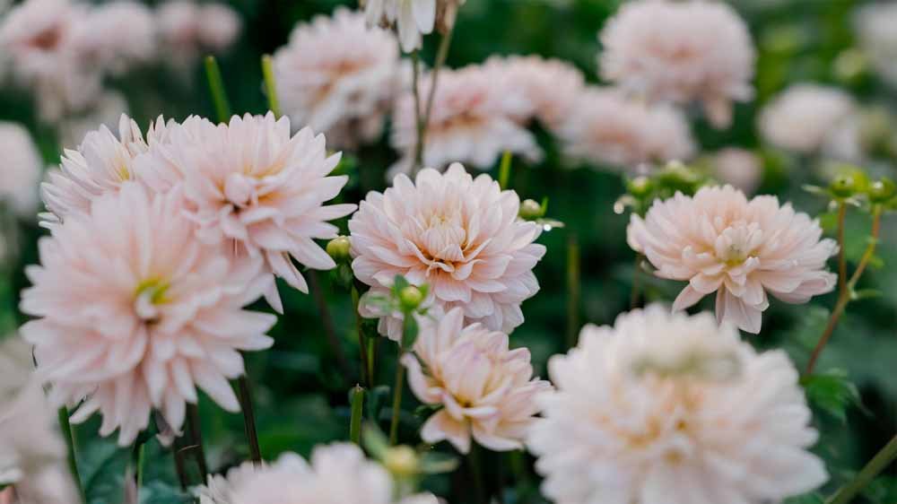 Seerosen Dahlien - Blomea.at