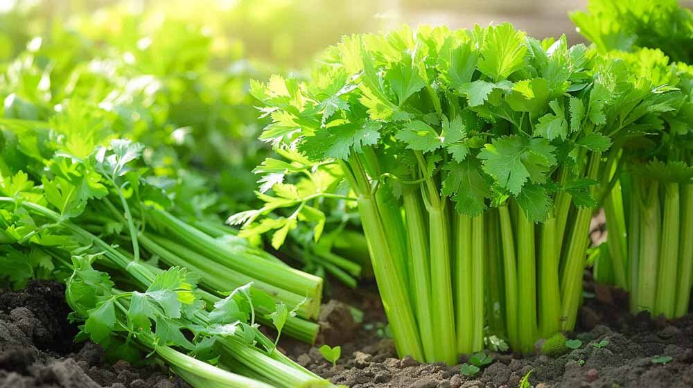 Selleriesamen - Blomea.at