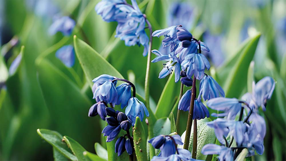 Sibirischer blaustern - Blomea.at