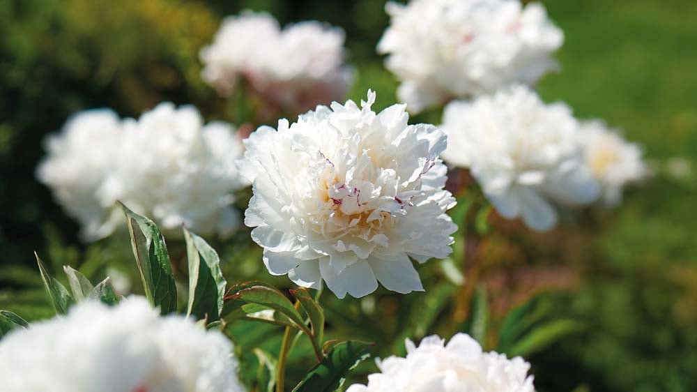 Sommerblühende Stauden - Blomea.at