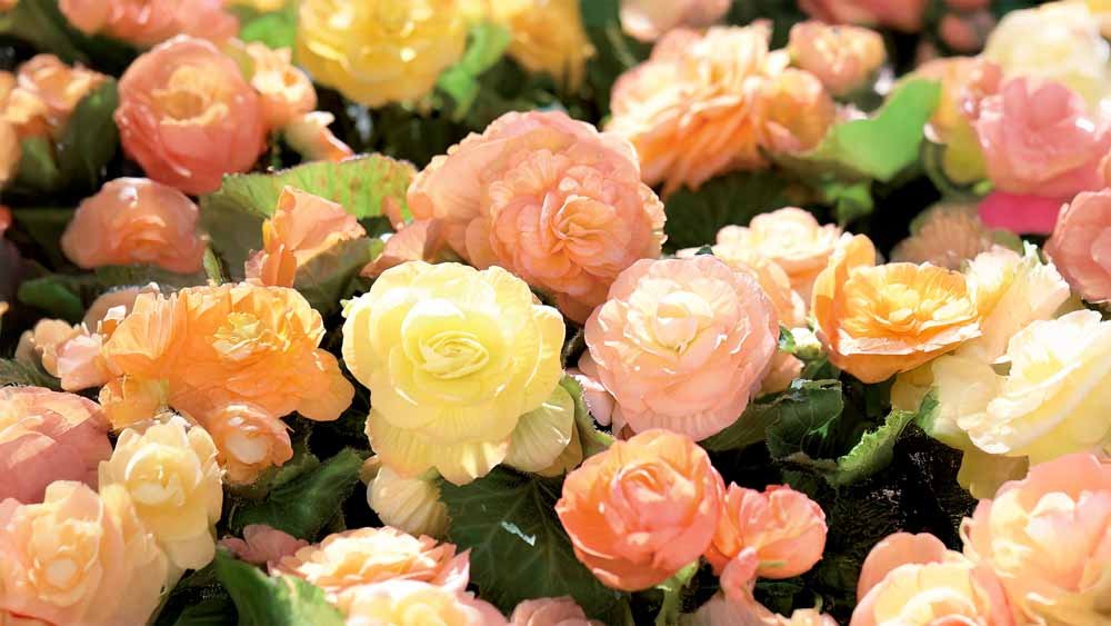 Sommerblumen - Blomea.at