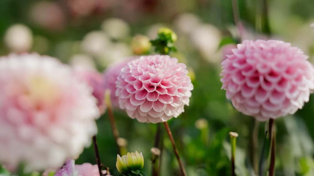 Sommerblumenzwiebeln - Blomea.at