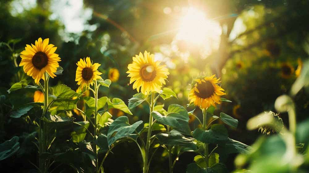 Sonnenblumensamen - Blomea.at