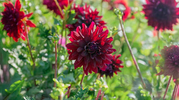 Dahlien schwarz