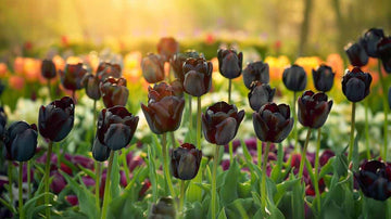 Schwarze Tulpen