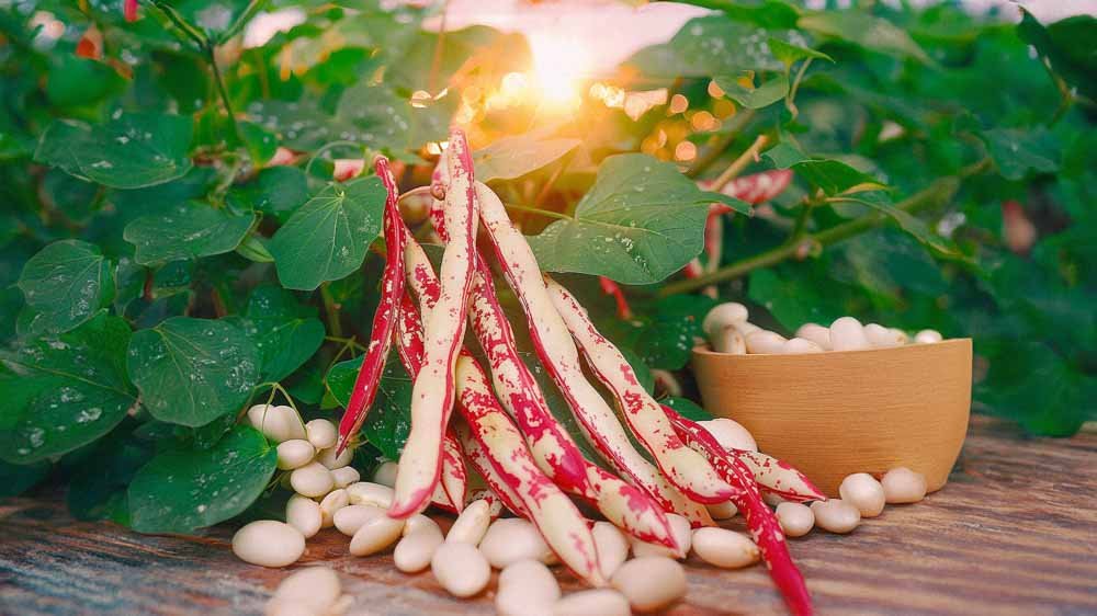 Stangenbohnen samen - Blomea.at