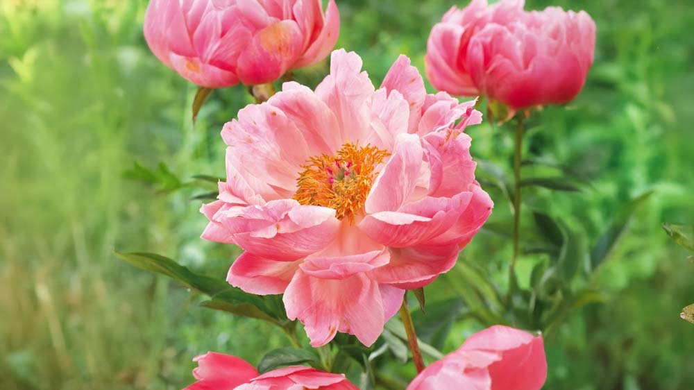 Stauden für Schatten - Blomea.at