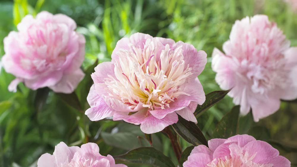 Stauden für Sonne - Blomea.at