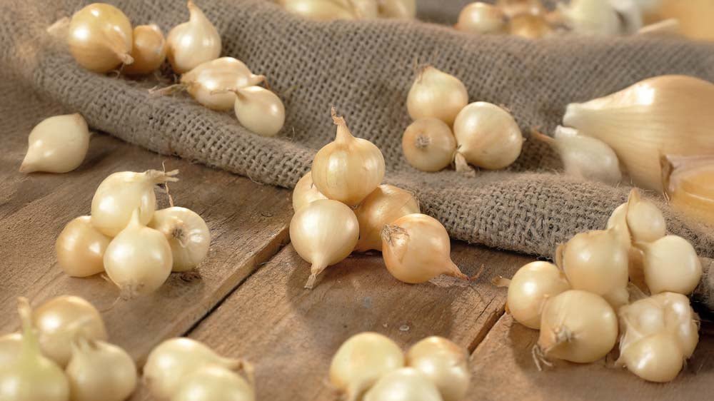 Steckzwiebeln - Blomea.at